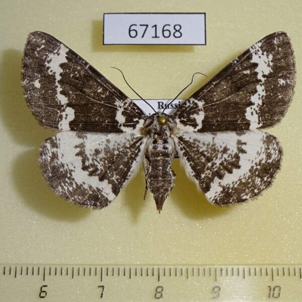 Geometridae Deileptenia mandschuriaria f Primorye