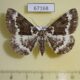 67168p Geometridae Deileptenia mandschuricaria f Primorye $8
