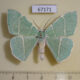 67171p Geometridae Geometra glaucata Primorye $9