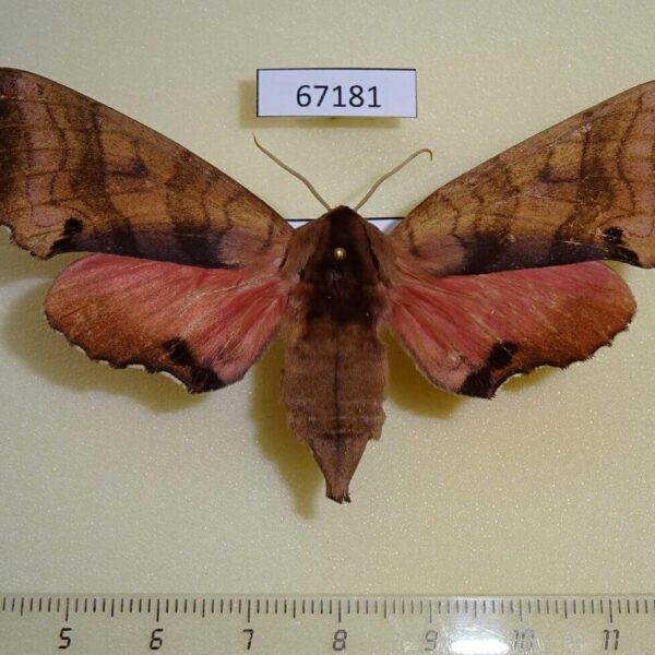 Sphingidae Marumba gaschkewitschi f Primorye