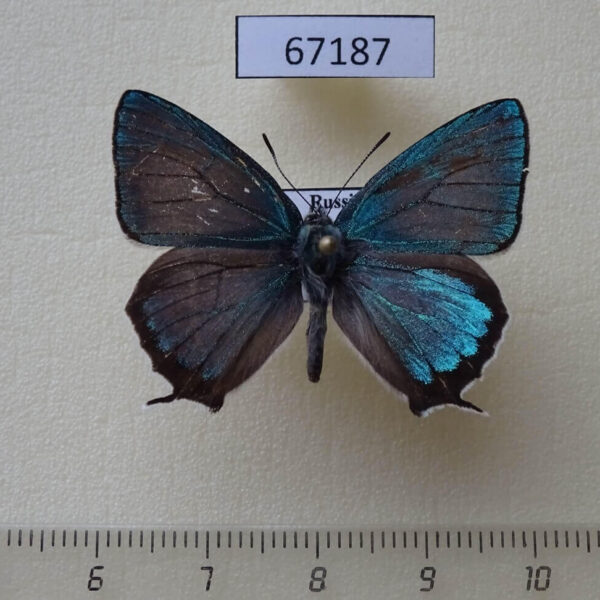 Lycaenidae Favonius cognatus Primorye