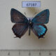 67187p Lycaenidae Favonius cognatus Primorye $20