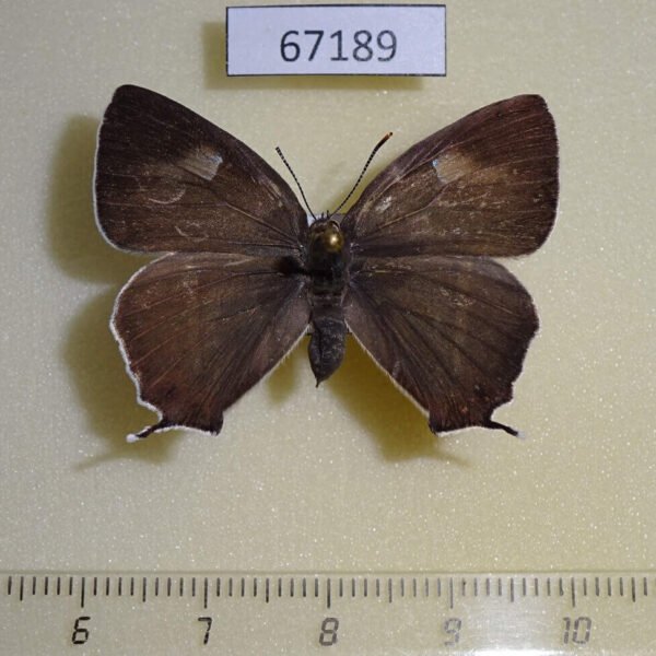 Lycaenidae Favonius cognatus f Primorye
