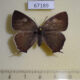 67189p Lycaenidae Favonius cognatus f Primorye $20