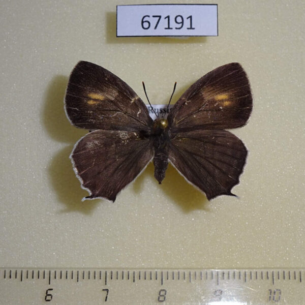 Lycaenidae Favonius saphirinus f Primorye