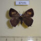 67191p Lycaenidae Favonius saphirinus f Primorye $12