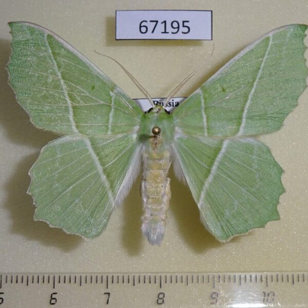 Geometridae Geometra valida Primorye