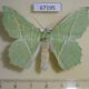 67195p Geometridae Geometra valida Primorye $9