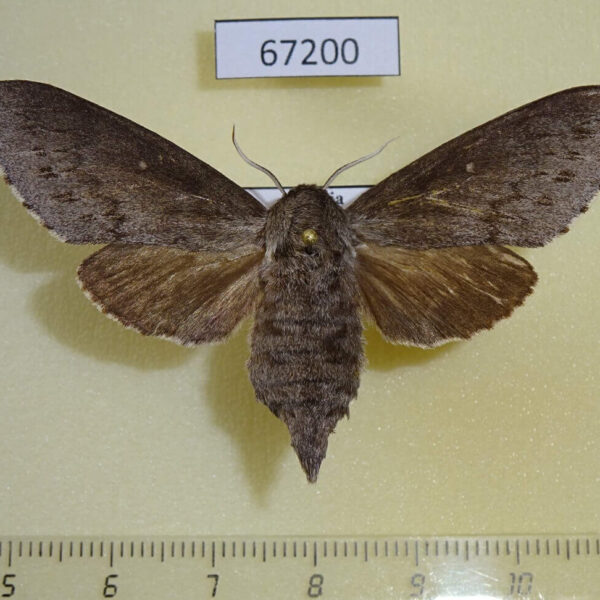 Sphingidae Sphingulus mus f Primorye