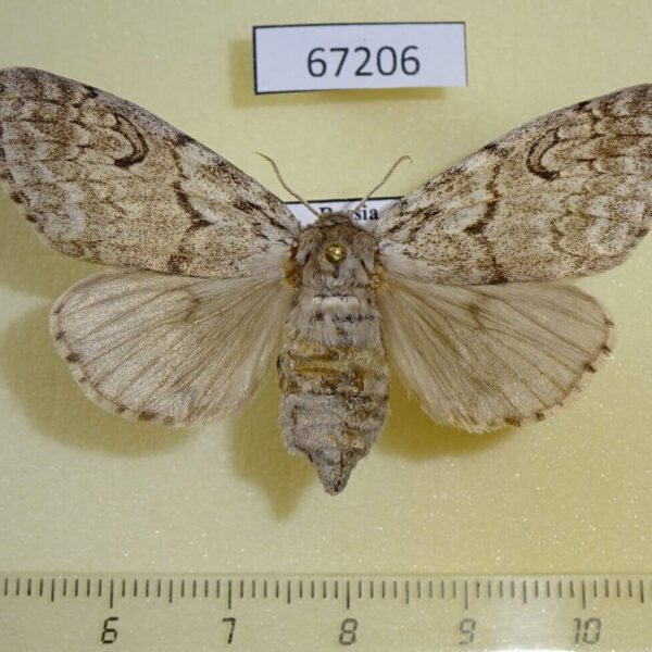 Lymantridae Calliteara abietis f Primorye