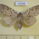 67206p Lymantridae Calliteara abietis f Primorye $6