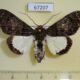 67207p Noctuidae Amblyprora pacifica Uganda $20