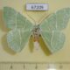 67209p Geometridae Geometra glaucata Primorye $8