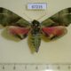 67215p Sphingidae Callambulyx tatarinovi Primorye $9