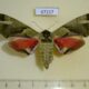 67217p Sphingidae Callambulyx tatarinovi f Primorye $30