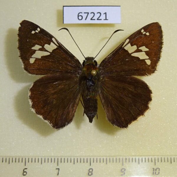 Hesperiidae Lobocla bifasciatus Primorye