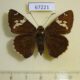 67221p Hesperidae Lobocla bifasciatus Primorye $9