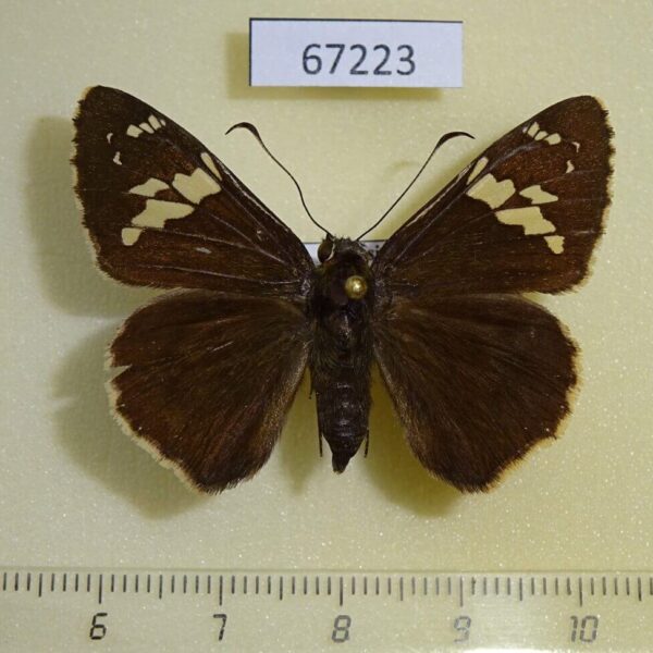 Hesperiidae Lobocla bifasciatus Primorye
