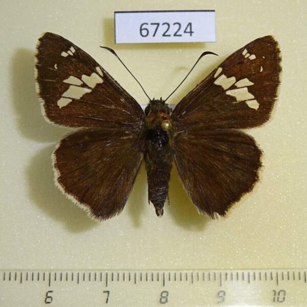 Hesperiidae Lobocla bifasciatus Primorye