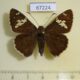 67224p Hesperidae Lobocla bifasciatus Primorye $9