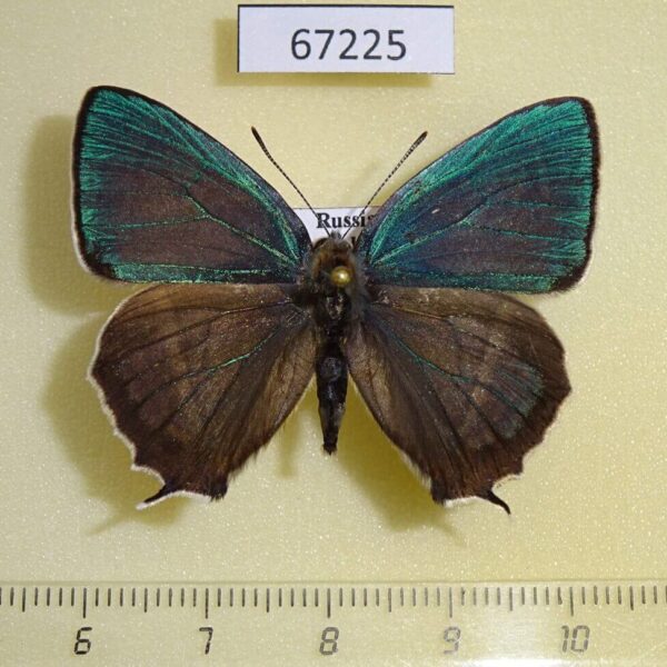Lycaenidae Favonius ultramarinus Primorye