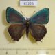 67225p Lycaenidae Favonius ultramarinus Primorye $20