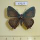 67227p Lycaenidae Favonius ultramarinus Primorye $20