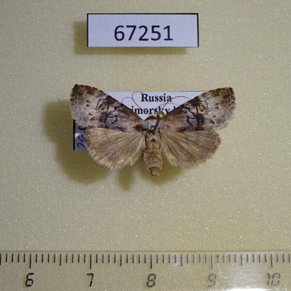 Noctuidae Chorsia mollicula f Primorye