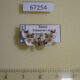 67254p Crambidae Trichophysetis sp. Primorye $6
