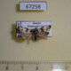 67258p Tortricidae Phtheochroa pistrinana Primorye $7