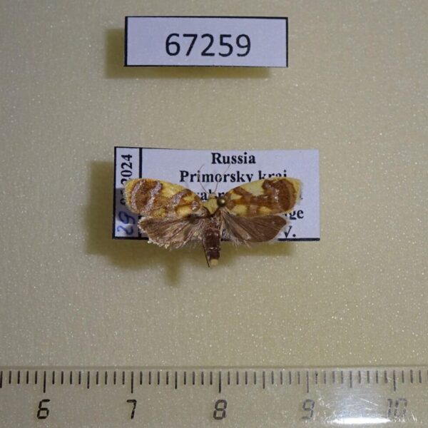 Tortricidae Acleris leechi Primorye