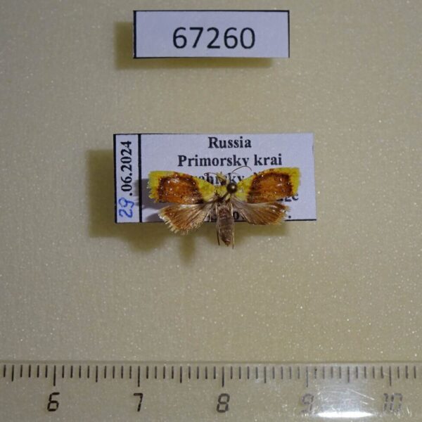 Tortricidae Spatalistis christophana Primorye