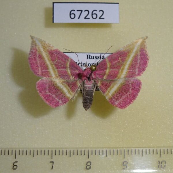 Noctuidae Naganoella timandra Primorye