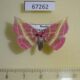 67262p Noctuidae Naganoella timandra Primorye $14