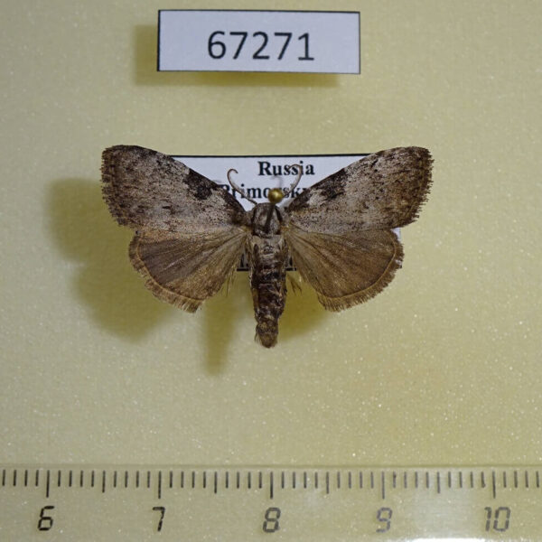 Noctuidae Meganola gigas Primorye