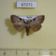 67271p Noctuidae Meganola gigas Primorye $6