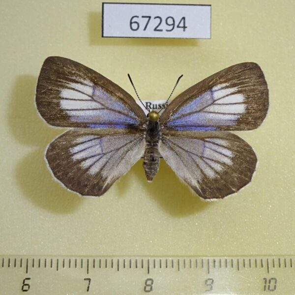 Lycaenidae Artopoetes pryeri f Primorye