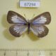 67294p Lycaenidae Artopoetes pryeri f Primorye $9