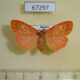 67297p Arctiidae Barsine pulchra f Primorye $20