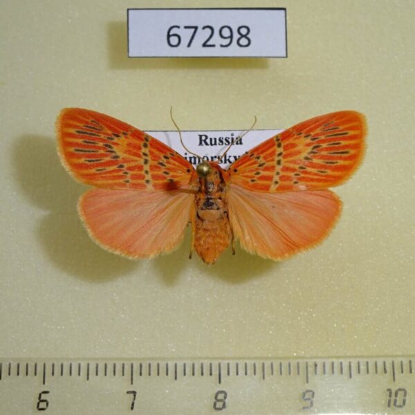 Arctiidae Barsine pulchra f Primorye