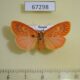 67298p Arctiidae Barsine pulchra f Primorye $20