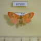 67300p Arctiidae Aberrasine aberrans f Primorye $7