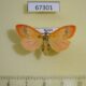 67301p Arctiidae Aberrasine aberrans f Primorye $10