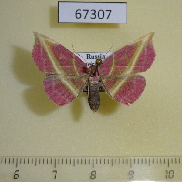 Noctuidae Naganoella timandra Primorye