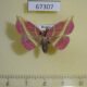 67307p Noctuidae Naganoella timandra Primorye $12