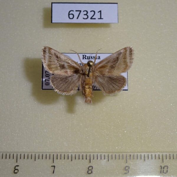 Limacodidae Neothosea suigensis Primorye