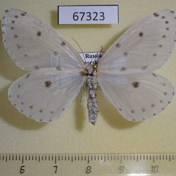 Geometridae Naxa seriaria f Primorye