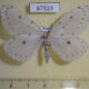 67323p Geometridae Naxa seriaria f Primorye $6