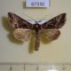 67330p Noctuidae Autographa amurica Primorye $9