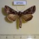 67331p Noctuidae Autographa amurica Primorye $12